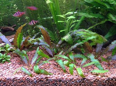Cryptocoryne wendtii